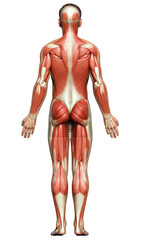 3d rendered medically accurate illustration of a male muscle system