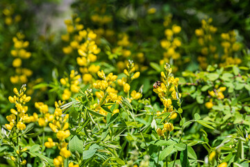 Obraz premium Colorful vibrant meadow of yellow flowers in Kebler Pass forest in Colorado in summer in Rocky Mountains with bee on wildflowers