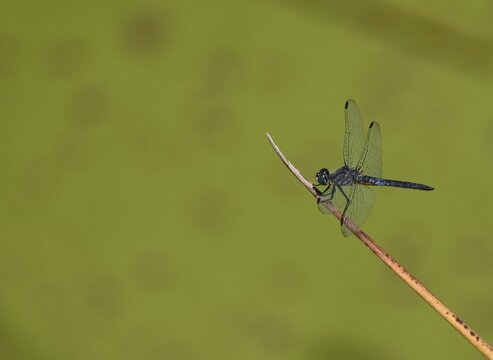 A male blue dasher dragonfly (Pachydiplax longipennis) perched on a stem, over the green surface of Pinto Lake, off-center to leave room for copy.
