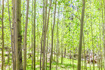 Santa Fe National Forest park in New Mexico Sangre de Cristo mountains with trail and green aspen...