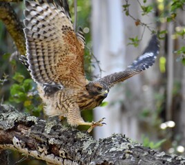 Obraz premium A young red-shouldered hawk (Buteo lineatus subspecies elegans) spreads its wings to take flight from an oak tree in Pinto Lake County Park in California.