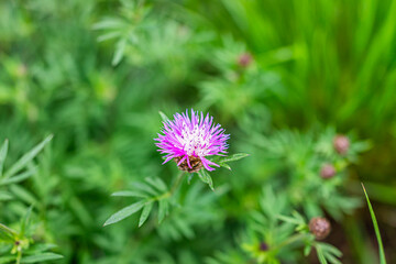 Macro closeup of pink purple Knapweed flower blooming with bokeh blurry background in Santa Fe, New...