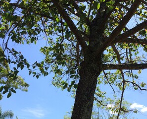 tree in the sky