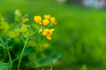 Bokeh blurry green background and Greater Celandine or Chelidonium majus yellow flowers macro closeup of herb used for medicine