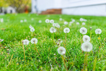Low angle view of many white fluffy dandelion with seeds growing on front or back yard lawn grass...