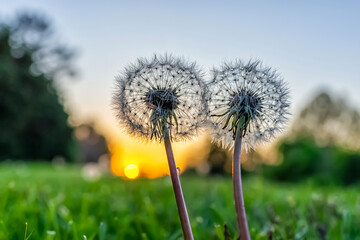 Low angle ground level closeup macro view of two fluffy dandelion seeds on front or back yard lawn grass in spring with backlight of sun sunset and sky