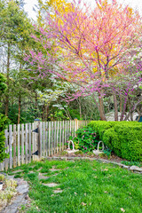 Idyllic garden in Virginia with wooden fence entrance by bushes and white dogwood and redbud pink purple spring springtime flowers on tree and sunlight in sky with nobody