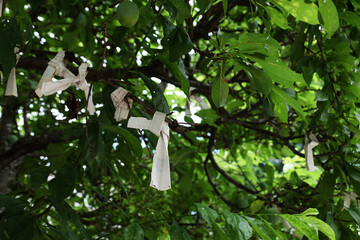 Tying o-mikuji. O-mikuji are random fortunes written on strips of paper at Shinto shrines and Buddhist temples in Japan. When the prediction is bad,tied it to the branch of tree. It's means changing d