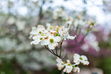 Fototapeta premium Macro closeup of white dogwood flowers on tree in Virginia during spring springtime with bokeh blurry background