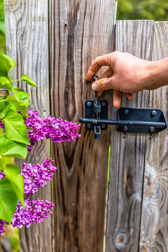 Idyllic Peaceful Garden In Virginia With Man Hand Opening Wooden Fence Door Gate Entrance By Purple Spring Springtime Lilac Flowers On Tree