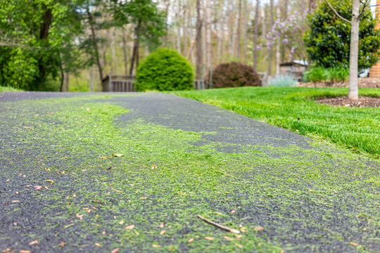 Northern Virginia colorful green spring or summer in Fairfax County with neighborhood in Herndon and fresh cut mowed green grass lawn in suburbs low angle view