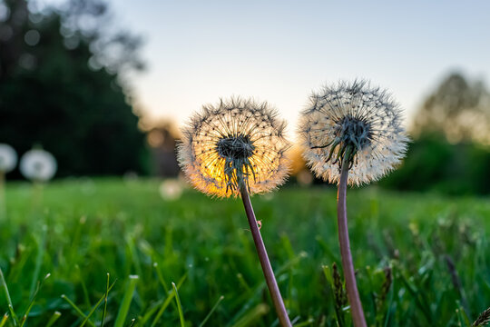 Ground level closeup macro view of two fluffy dandelion seeds on front or back yard lawn grass in spring with backlight of sun sunset and sky