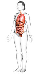 3d rendered medically accurate illustration of female  Internal organs