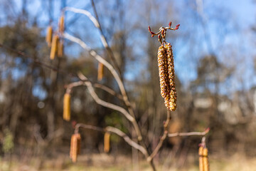 Closeup of hazel tree branch and hanging dry catkins during winter with bokeh background of forest in Virginia