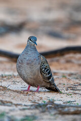 A Common Bronzewing (Phaps chalcoptera). A medium-sized, heavily built pigeon with a clear white line below and around the eye and patches of green, blue and red in the wing.