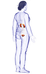 3d rendered, medically accurate illustration of female   kidneys