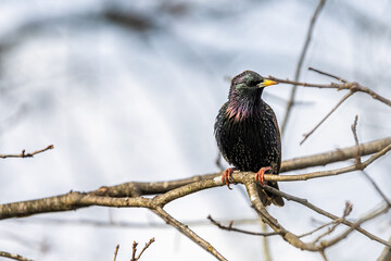 One european starling bird sitting perching closeup on tree during winter in Virginia bare branch with sunlight sunset