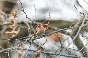 One single male red house finch closeup of Haemorhous mexicanus bird sitting perched on tree branch during winter in Virginia looking