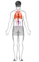 3d rendered, medically accurate illustration of a male lung anatomy