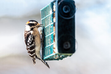 View through house window of blurred motion Downy woodpecker bird animal perching on suet cake feeder cage eating in Virginia with blurry background