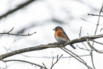 One single small bluebird female brown orange bird sitting perching closeup on tree during winter in Virginia bare branch side view
