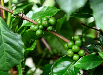 Green coffee beans on the tree