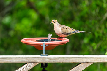 Mourning dove one bird on wooden railing deck or porch of house in Virginia summer with green forest foliage background bathing in solar water fountain - Powered by Adobe