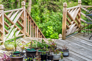 Wooden wood house deck railing fence with summer potted green plants for gardening landscaping and staircase stairway down