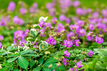 Green leaves and rock crane's bill geranium flowers in summer season closeup pattern of pink wildflowers in Virginia