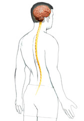 3d rendered medically accurate illustration of a male brain