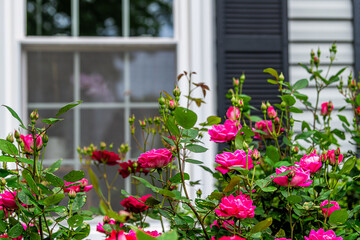 Foreground of pink roses petals blooming in summer spring garden with vibrant color in Virginia with window on house exterior in background