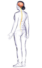 3d rendered medically accurate illustration of the brain