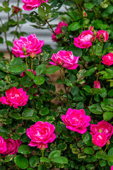 Closeup of pink roses petals blooming in summer spring garden with vibrant color in Virginia vertical view