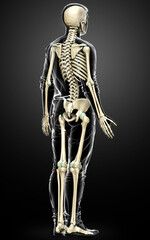 3d rendered, medically accurate illustration of a male skeleton system