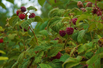 The garden has a rich harvest of raspberries.