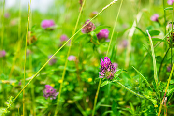 Closeup of pink red clover wild wildflowers flowers in summer in Shenandoah National Park in Virginia, USA Blue Ridge Mountains and bokeh background