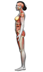 3d rendered medically accurate of the female anatomy