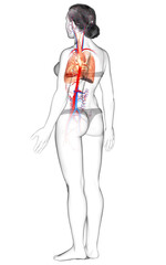 Fototapeta na wymiar 3d rendered, medically accurate illustration of a female lung anatomy
