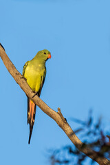Regent Parrot (Polytelis anthopeplus). It is a slim parrot with a long, dusky tapering tail and back-swept wings. It is mostly yellow, with blue-black wings and tail.