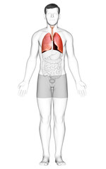 3d rendered, medically accurate illustration of a male lung anatomy