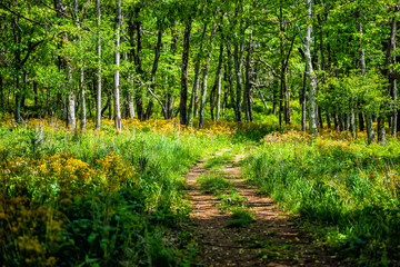 Story of the Forest trail path in Shenandoah Blue Ridge appalachian mountains on skyline drive near Harry F. Byrd Visitor Center with yellow wildflowers and sunlight