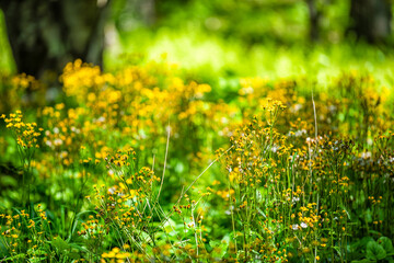 Closeup of white yellow golden ragwort wildflowers in Story of the Forest nature trail in Shenandoah Blue Ridge appalachian mountains with bokeh blurry background