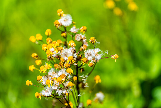 Closeup macro of white yellow golden ragwort wildflowers in Story of the Forest nature trail in Shenandoah Blue Ridge appalachian mountains with bokeh blurry background
