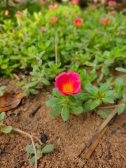pink flower in garden