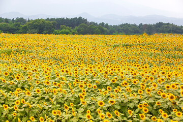 Fototapeta premium 壮大なひまわり畑