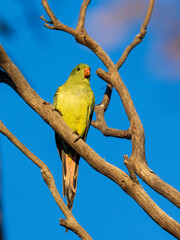Regent Parrot (Polytelis anthopeplus). It is a slim parrot with a long, dusky tapering tail and back-swept wings. It is mostly yellow, with blue-black wings and tail.