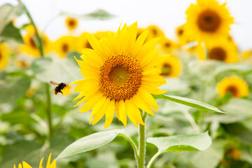 ひまわりと花鉢