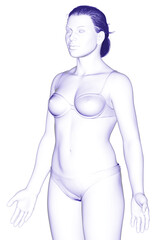 Naklejka premium 3d rendered illustration of the female body