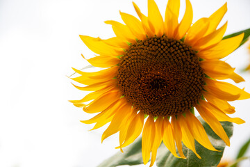 Obraz premium 綺麗なひまわりの花びら 