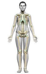 3d rendered, medically accurate illustration of a female skeleton system